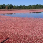 Chatsworth-NJ-Cranberry Harvest