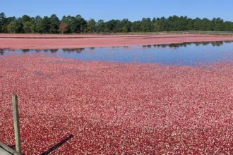 Chatsworth-NJ-Cranberry Harvest