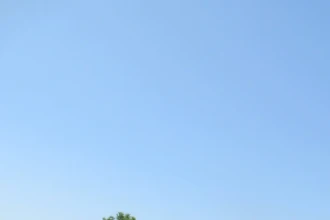 Local brass musicians performing among attendees and families at the Willingboro Jazz Festival on a sunny summer afternoon.