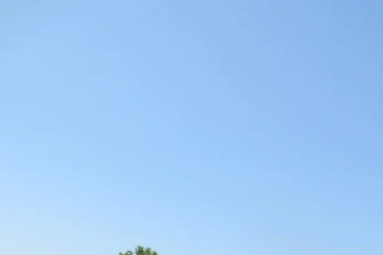 Local brass musicians performing among attendees and families at the Willingboro Jazz Festival on a sunny summer afternoon.