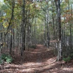 Batona Trail — Pine Barrens long-distance trail in Burlington County NJ