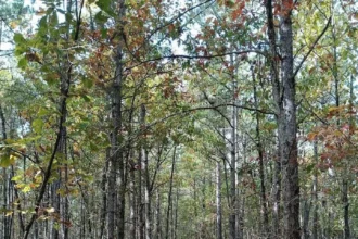 Batona Trail — Pine Barrens long-distance trail in Burlington County NJ