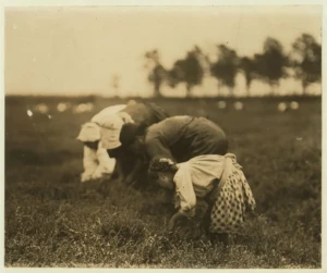 Spotlight: Browns Mills - Lakes, Land & Livability 3 Historic Library of Congress photograph of workers picking blueberries in Browns Mills, New Jersey, early 20th century