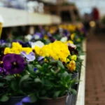 Colorful potted flowers lined up at a garden center in Burlington County New Jersey