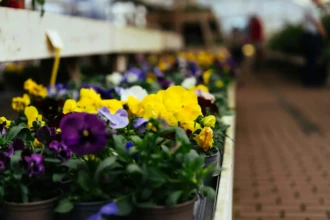 Colorful potted flowers lined up at a garden center in Burlington County New Jersey