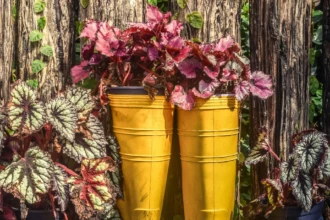Yellow rain boots used as planters with flowers