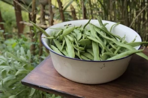 Sit With It: The Backyard Was Our Classroom 3 Freshly shelled peas in an enamel bowl on a picnic table during a summer family gathering.