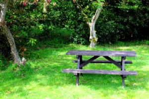 Sit With It: The Backyard Was Our Classroom 2 Weathered backyard picnic table surrounded by grass and trees, reminiscent of family gatherings, summer meals, and childhood storytelling.